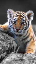 Wallpapers-For-iPhone-5-Animals-75-thumb-120×214