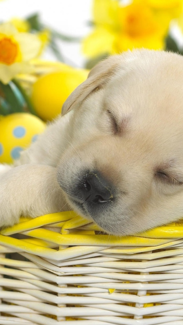 Easter Puppy iPhone 5 wallpaper 640*1136