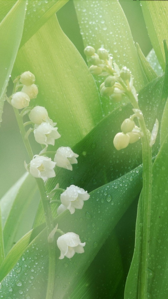 lily of the valley flowers iphone wallpaper 640*1136