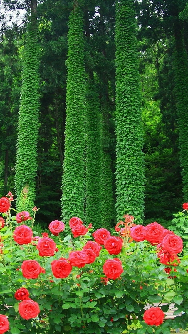 redflowers iphone wallpaper 640*1136