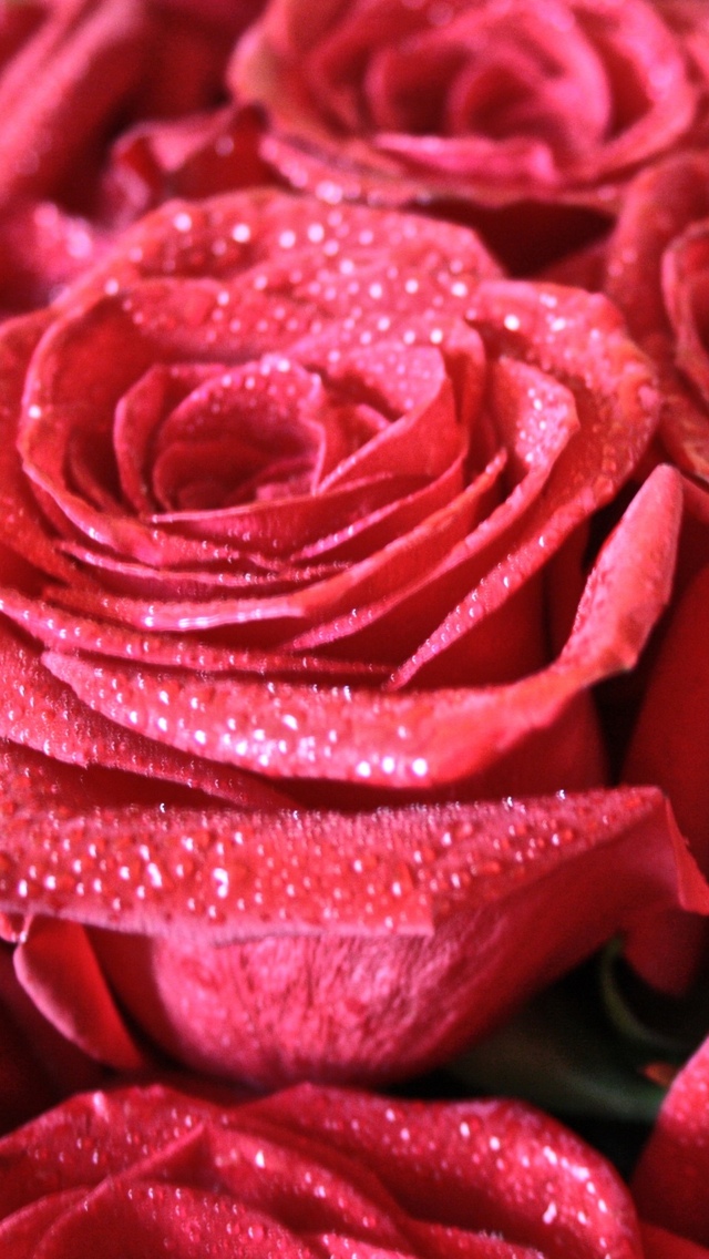 roses flowers iphone wallpaper 640*1136