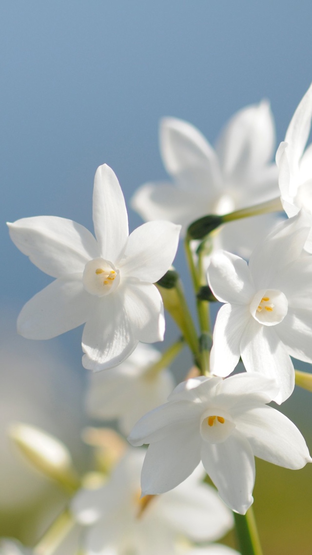 white spring flowers iphone wallpaper 640*1136
