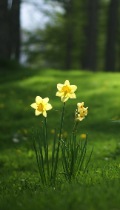3 daffodils on a lawn