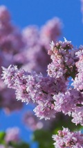 blossoming lilacs background