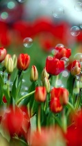 red tulip field background
