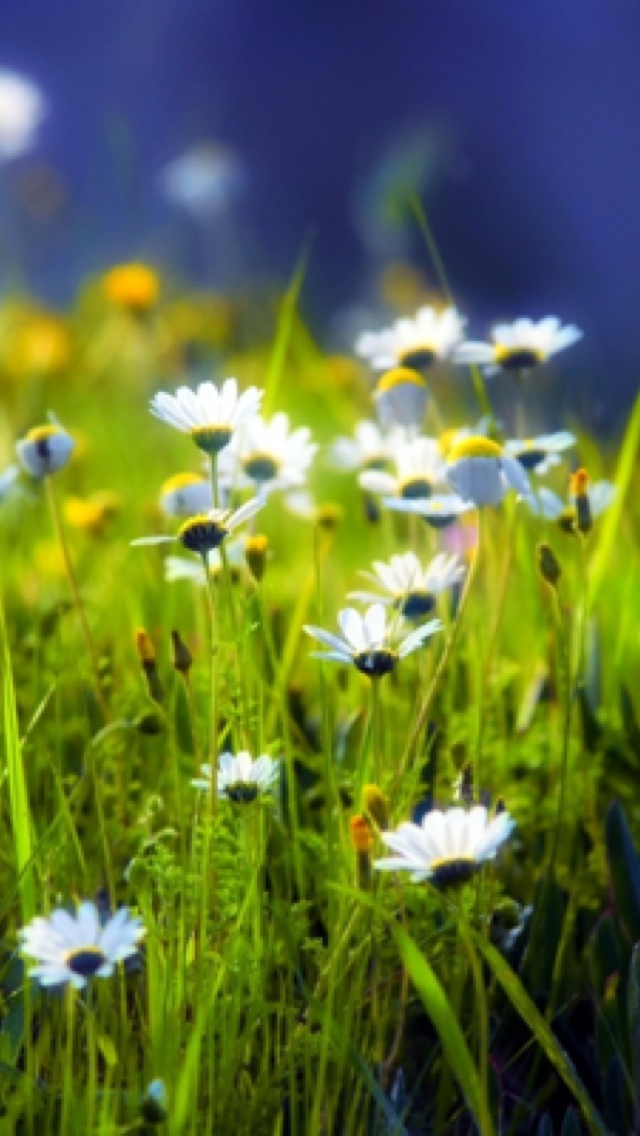 spring flowers free wallpaper iphone 640*1136