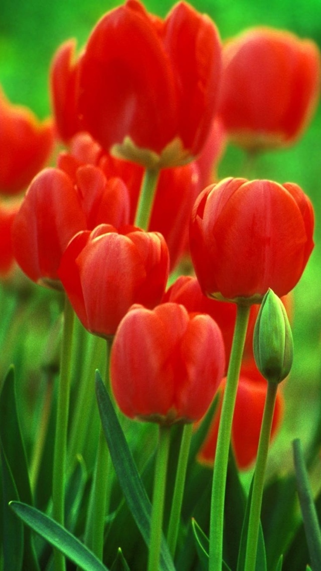 red tulips iphone wallpaper 640*1136