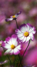 2 daisy flowers on a purple background