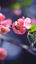 cherry blossoming