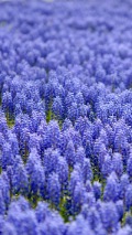 blue wild flower lawn