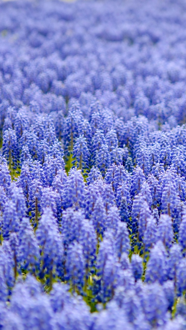 blue flowers free wallpaper iphone 640*1136