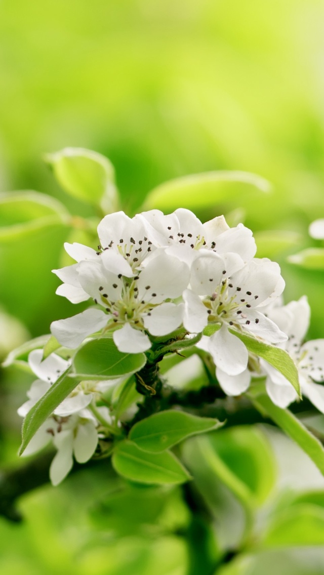 white flowers free wallpaper iphone 640*1136