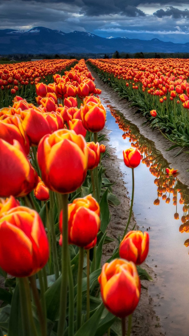 tulip fields free wallpaper iphone 640*1136