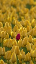 one red tulip among a field of yellow tulips