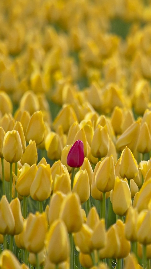 yellow tulip spring flower free wallpaper iphone 640*1136