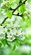 white flowering branch