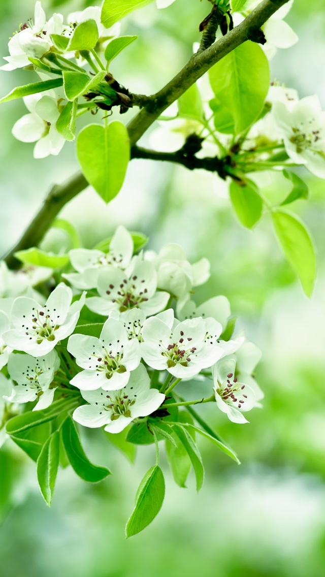 blossoming white flowers on a branch wallpaper 640*1136