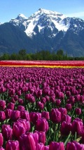 tulips on a mountain