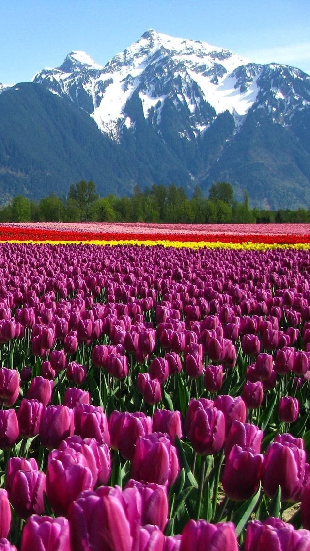tulip fields flower iphone wallpaper 640*1136 free