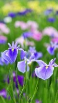 wild blue flowers in a field
