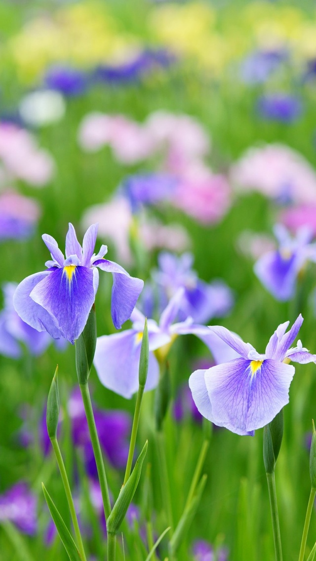blue flowers free wallpaper iphone 640*1136