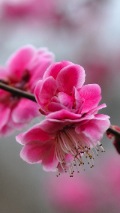 blossoming banch background for iphone