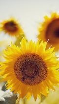 iphone background with 3 sunflowers