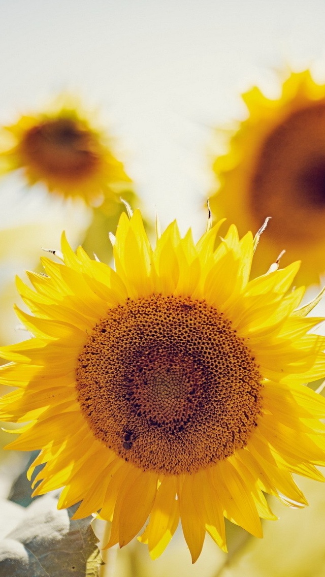 sunflowers free wallpaper iphone 640*1136