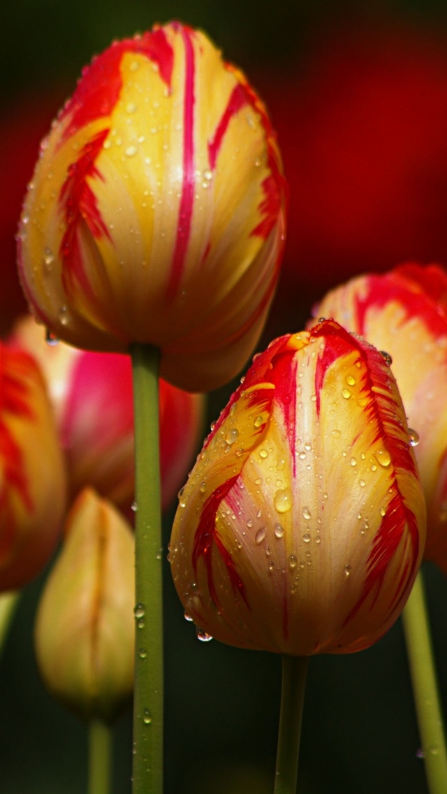 tulip flowers iphone wallpaper 640*1136