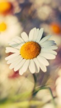 daisy flower white background