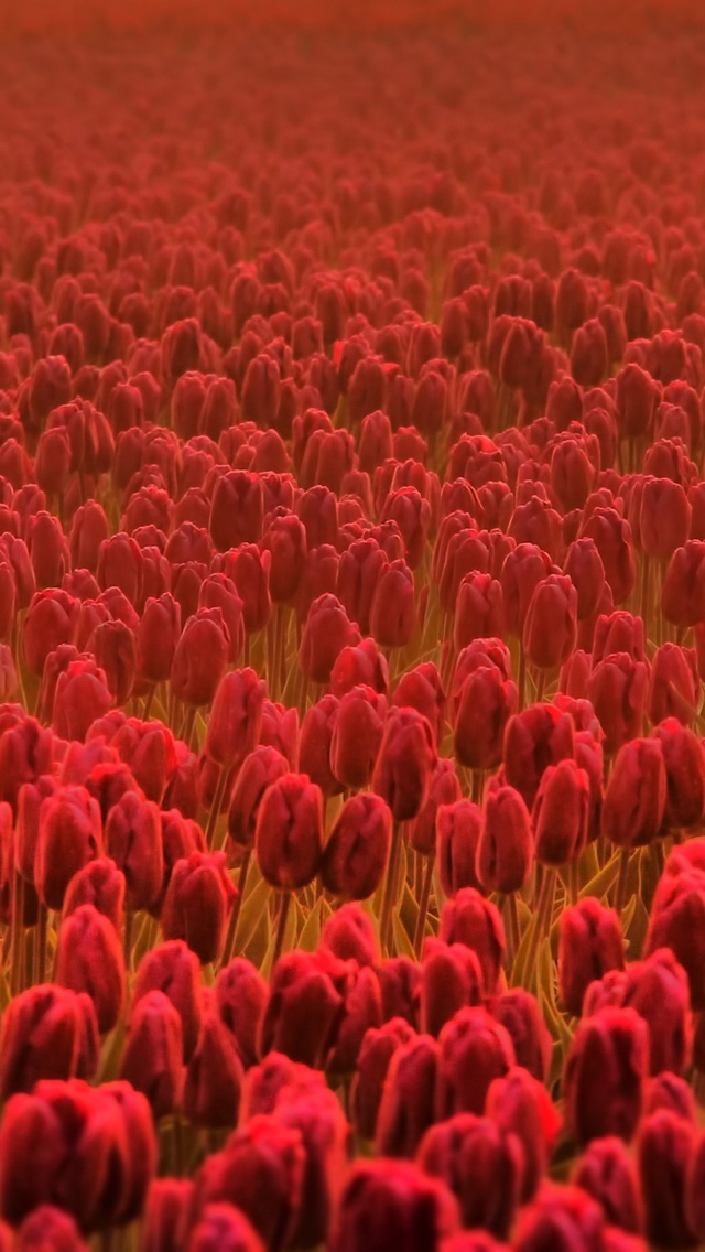 red tulip wallpaper iphone 640*1136