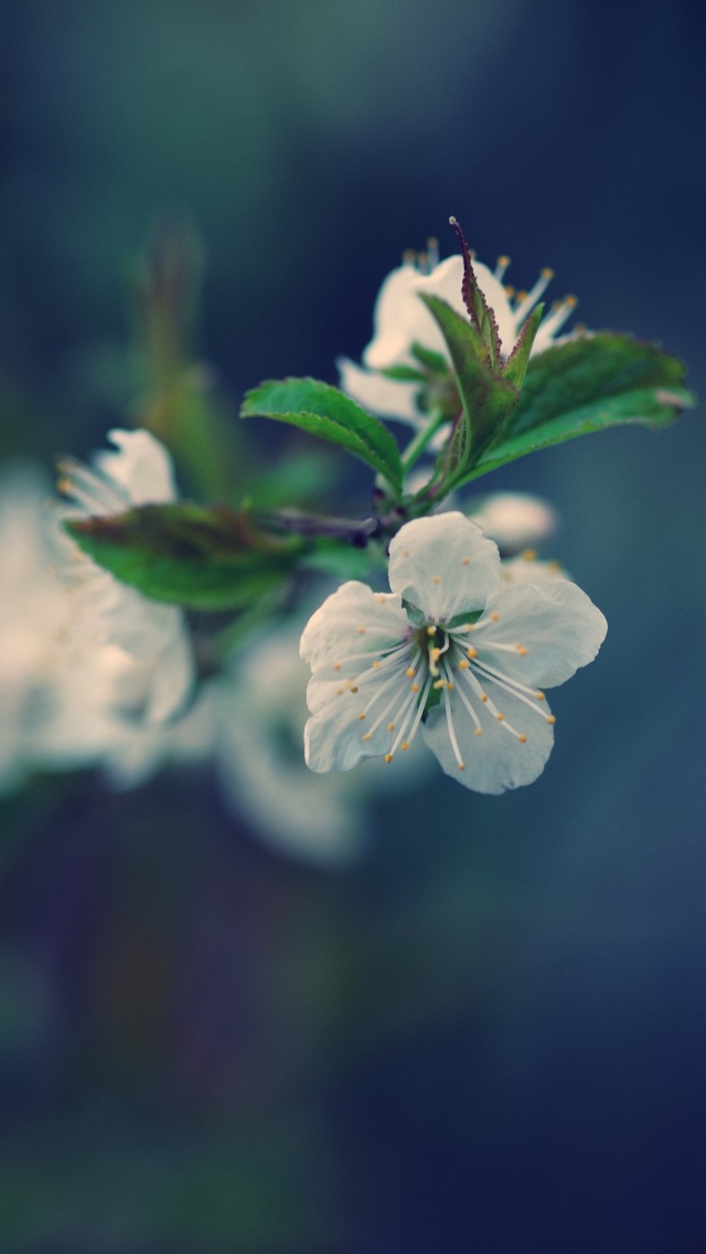 white blossoming flowers iphone wallpaper 640*1136