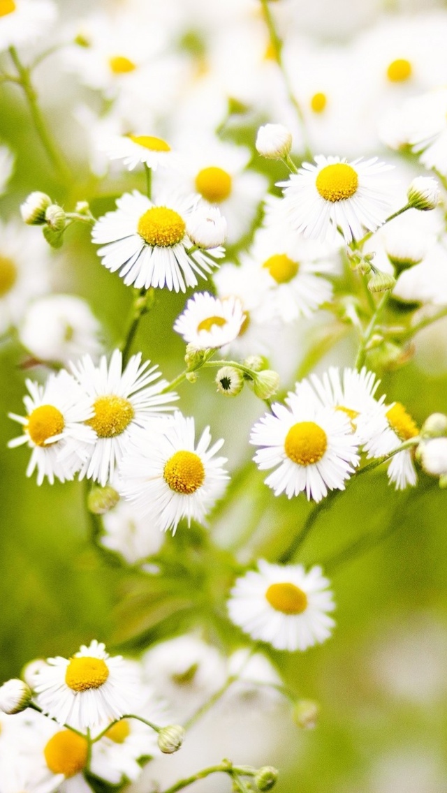 bunch of daisy flowers iphone wallpaper 640*1136