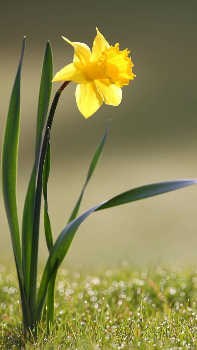 daffodil narcissus flowers iphone wallpaper 640*1136