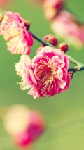 pink blossoms on a branch