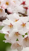 white blossoming branch background