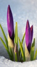 background with purple flower buds