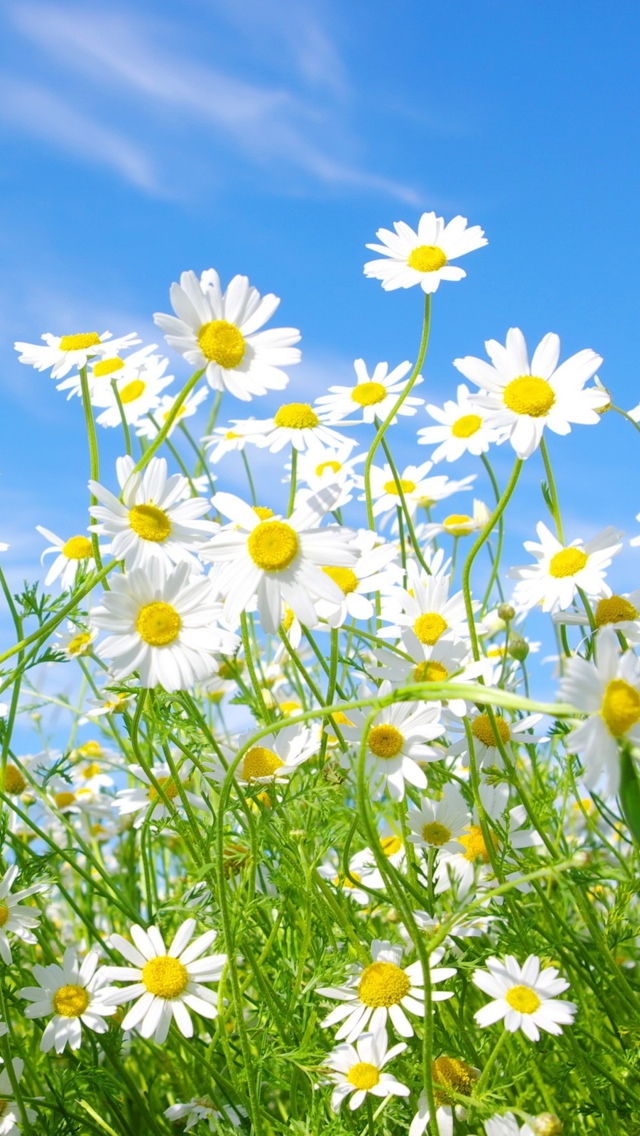 daisy flower iphone wallpaper 640*1136
