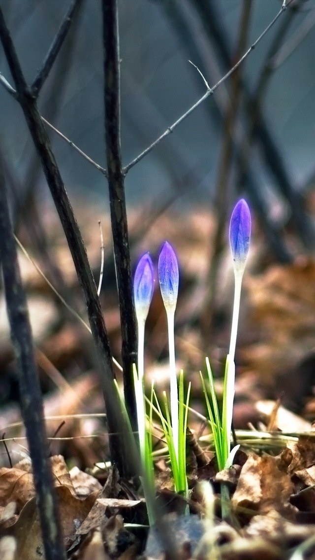 Flowers Spring view iPhone 5 wallpaper 640*1136