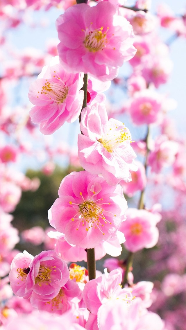 Flower Spring view iPhone 5 wallpaper 640*1136