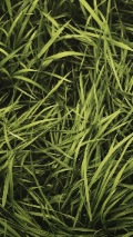 green-lawn-grass